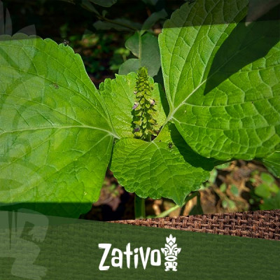 Wat Zijn De Effecten Van Salvia Divinorum?